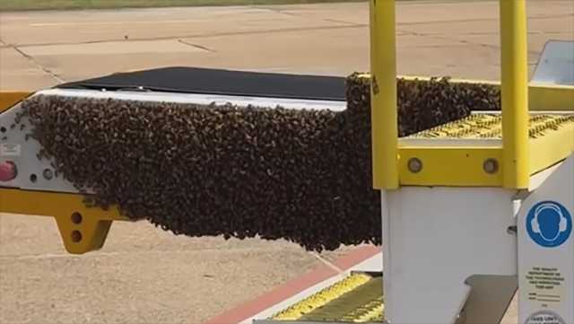 Bees make a home on ramp at Jackson-Medgar Wiley Evers Airport
