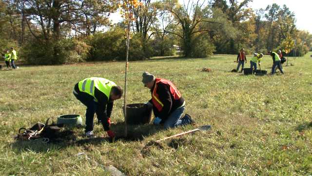 Study shows Louisville's declining tree canopy has improved - Vimarsana News