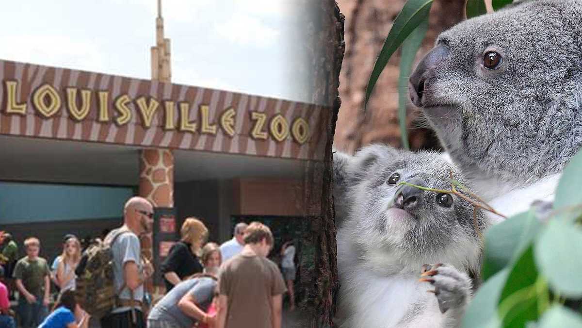 Louisville Zoo director talks functioning during pandemic