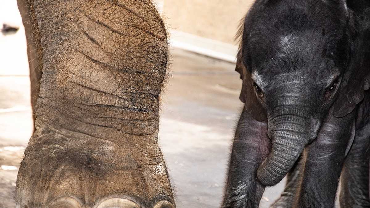 Check out baby elephant's first week at the Louisville Zoo