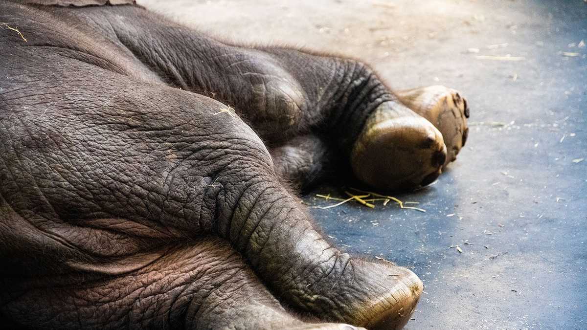 Check out baby elephant's first week at the Louisville Zoo