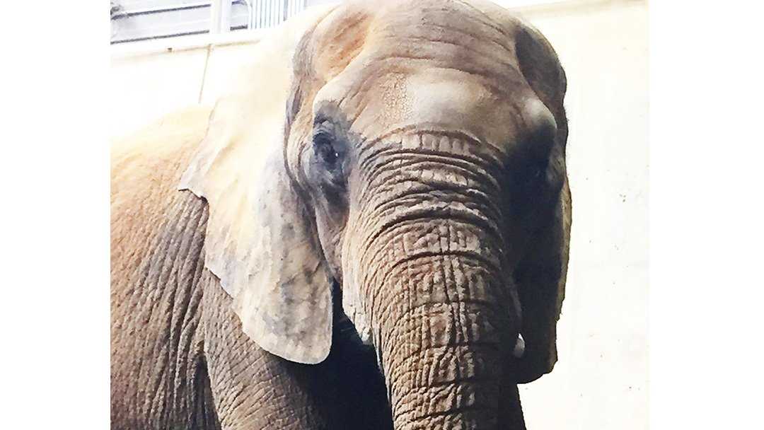 Check out baby elephant's first week at the Louisville Zoo