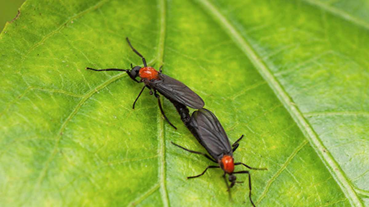 love-bugs-66229b896fd90.jpg?
