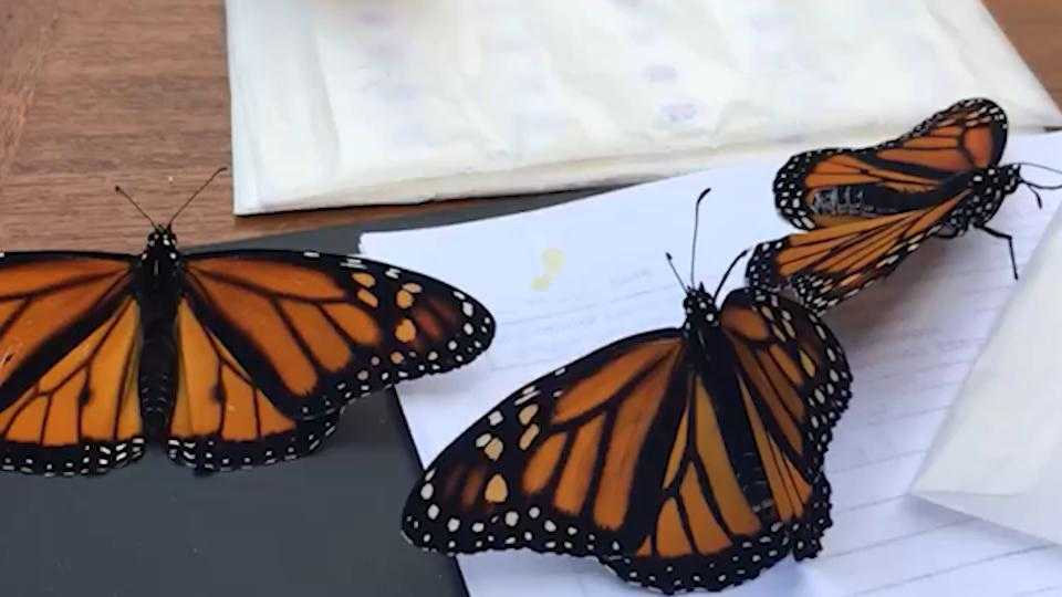 Save Our Monarchs & Lands' End  The iconic monarch butterfly