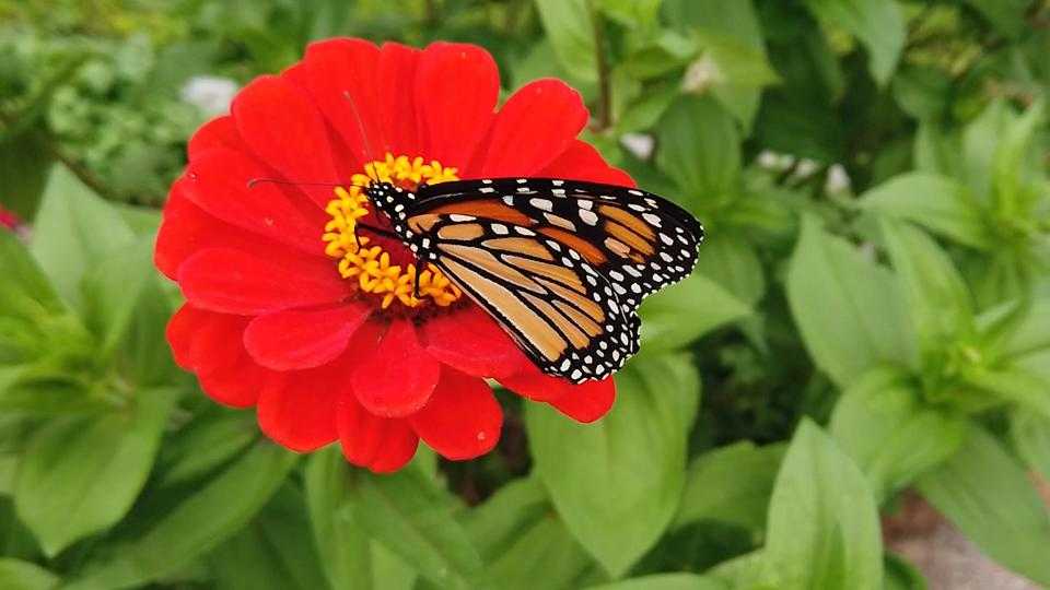 Un grupo que intenta evitar que las mariposas monarca se extingan