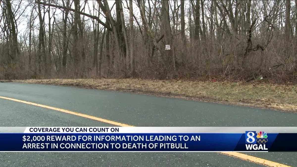 Reward offered after dog found dead in trash