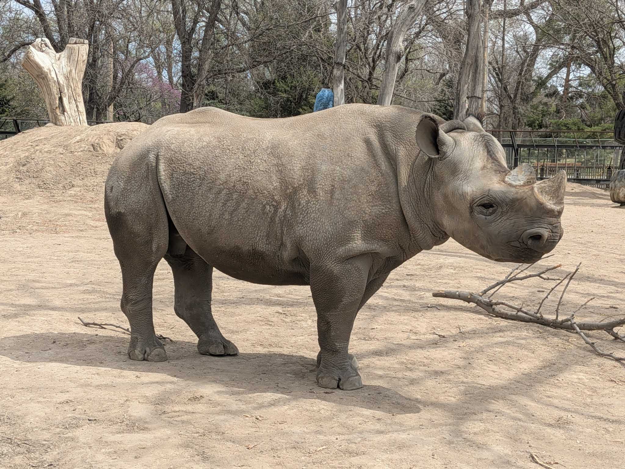 Racine Zoo welcomes new Eastern Black Rhino - WISN