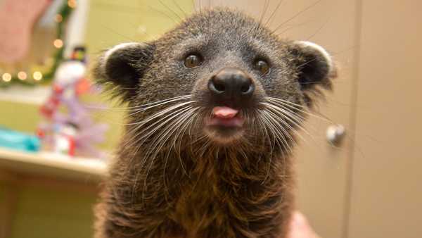 Cincinnati Zoo's Lucille the bearcat smells like fresh popcorn - WLWT