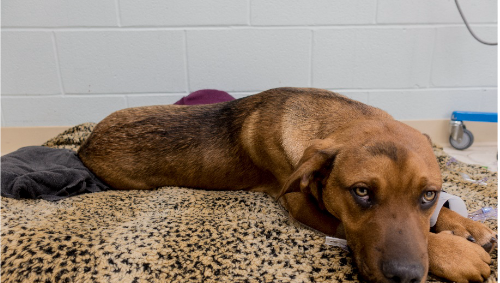 Good Samaritan saves dog hit by car in McMurray