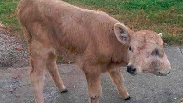 Kentucky's two-headed calf 'Lucky' defies odds