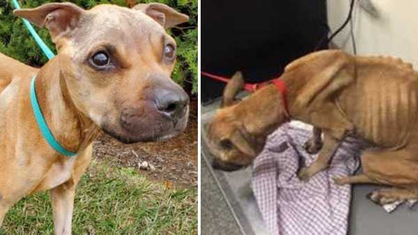 Owner charged with cruelty after emaciated dog found on street