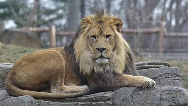 African Lion  The Maryland Zoo