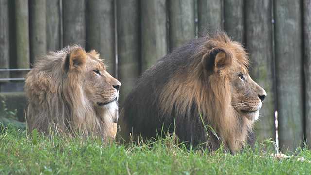 Maryland Zoo lion pride to temporarily move behind the scenes