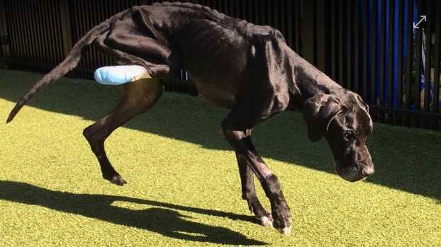 Starved Great Dane Who Gnawed Off Foot Will Have Leg Amputated Owners Charged