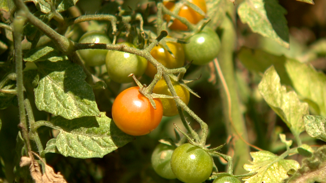 Louisville Urban League awarded grant for urban farming fellowship - Vimarsana News