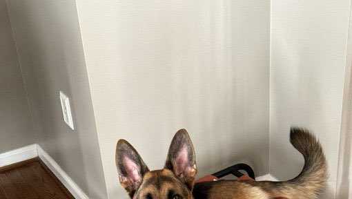 Stolen dog reunited with Anne Arundel County family - Vimarsana News