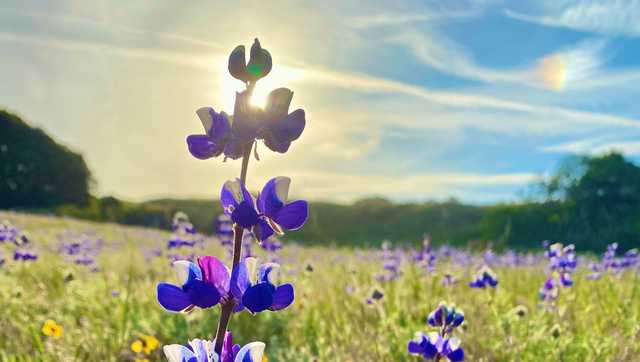 Northern California's best road-trip stops for wildflowers - Vimarsana News