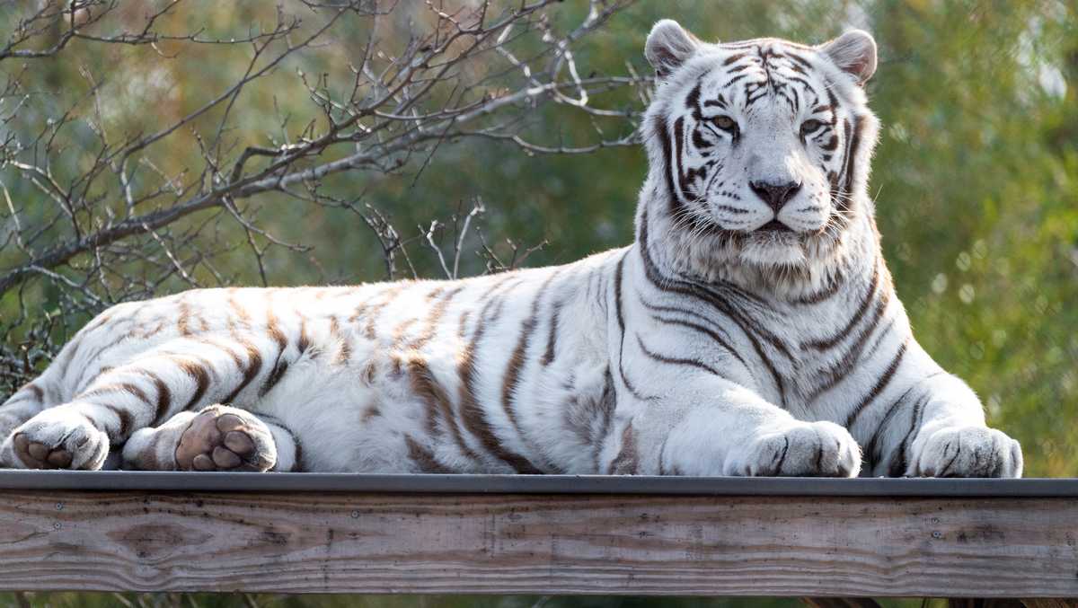 Franklin Park Zoo mourns loss of Luther the tiger after cancer battle