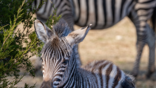 Oklahoma City Zoo announces birth of zebra foal