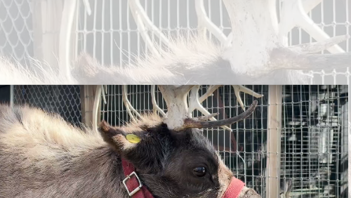 Reindeer in Oklahoma? This Airbnb gives guests an exotic animal experience like no other