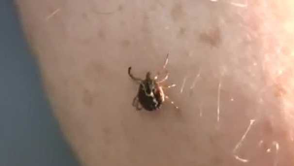 Got outdoor weekend plans? Be on the look out for ticks. - Vimarsana News