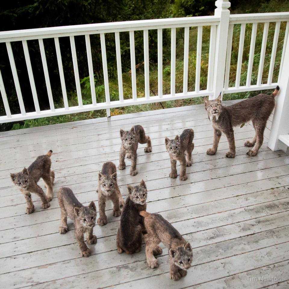 Family portrait: Mother lynx, 7 kittens visit photographer's deck