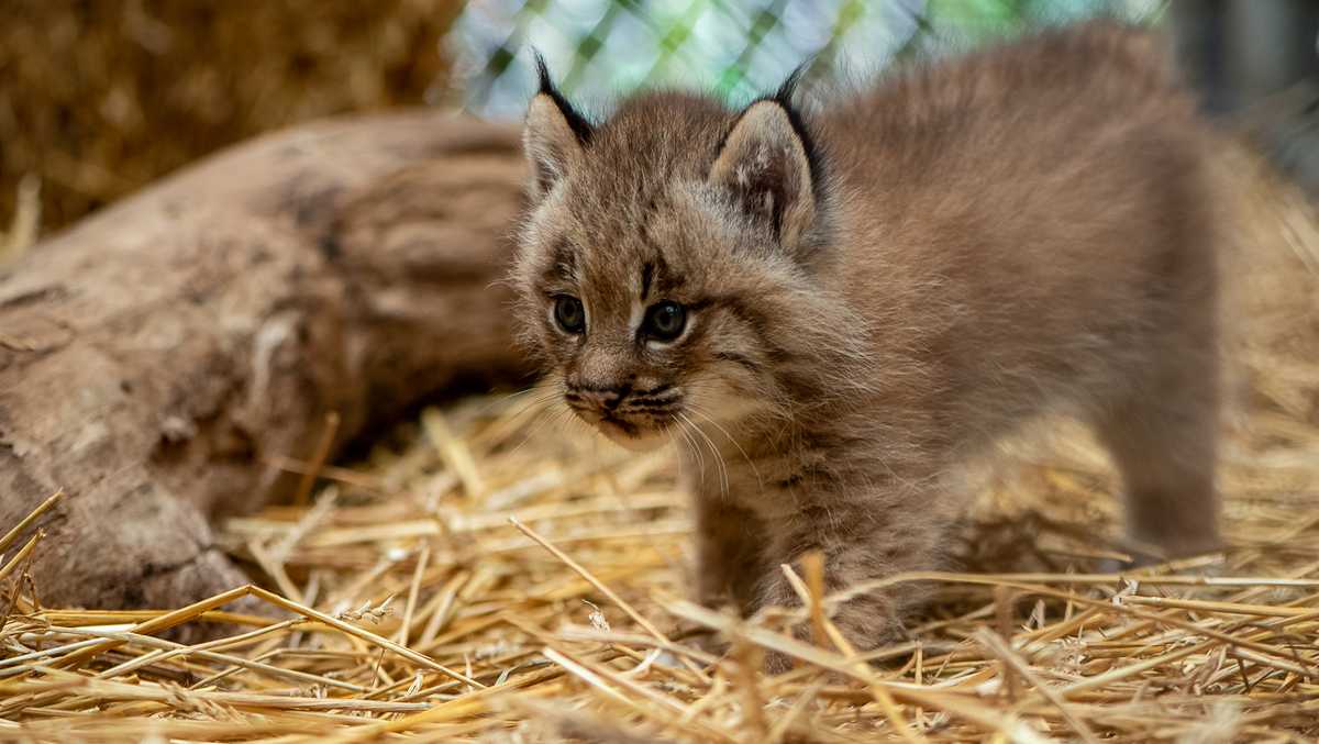 Pittsburgh Zoo's lynx kittens get their first checkup