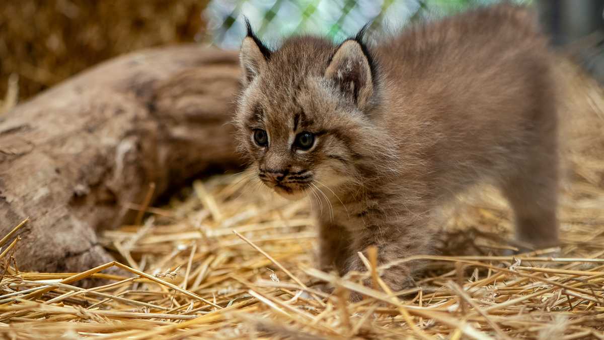 Pittsburgh Zoo's lynx kittens get their first checkup