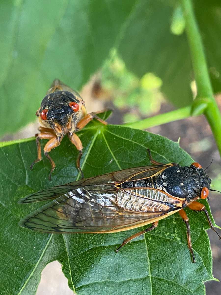 Cicadas emerging across Baltimore in greater numbers