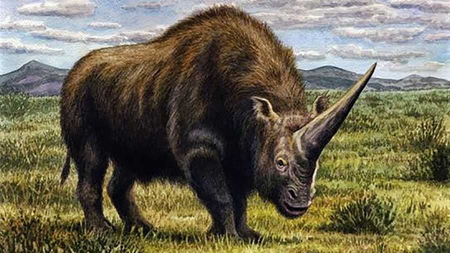 Artist’s impression of the “Siberian unicorn,” actually a species of rhino. Illustration: