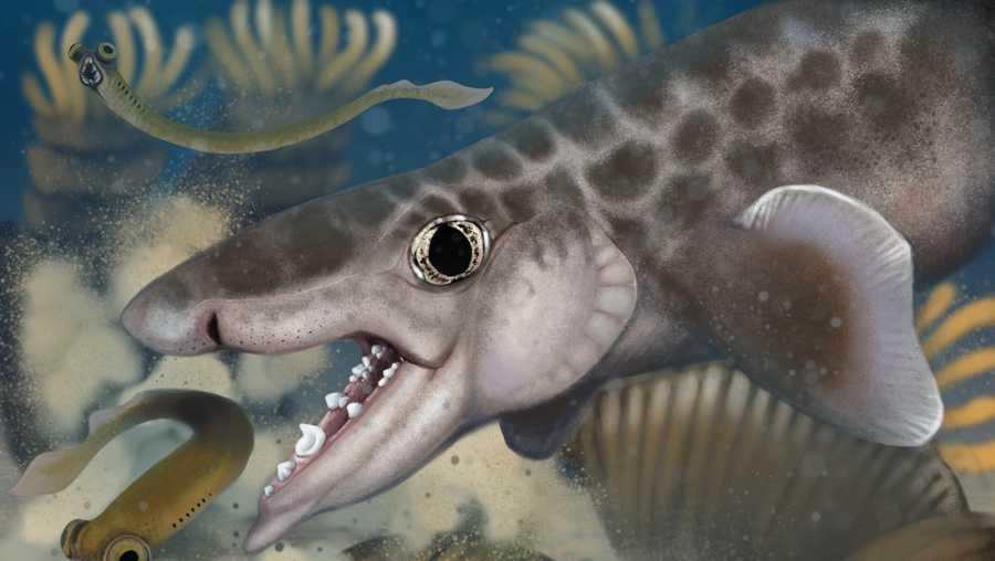 Proposed reconstruction of the new to science species Macadens olsoni, discovered through fossil research at Mammoth Cave National Park.