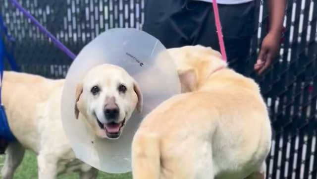 South Carolina: Dogs rescued after being dumped suffer setback - Vimarsana News