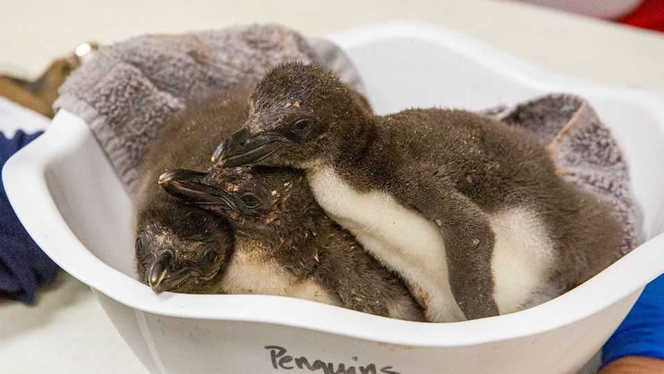 New Macaroni Penguins hatch at Kansas City Zoo