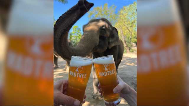 MadTree Brewery partners with Cincinnati Zoo for new beer dedicated to 'Mai Tai' the elephant - Vimarsana News