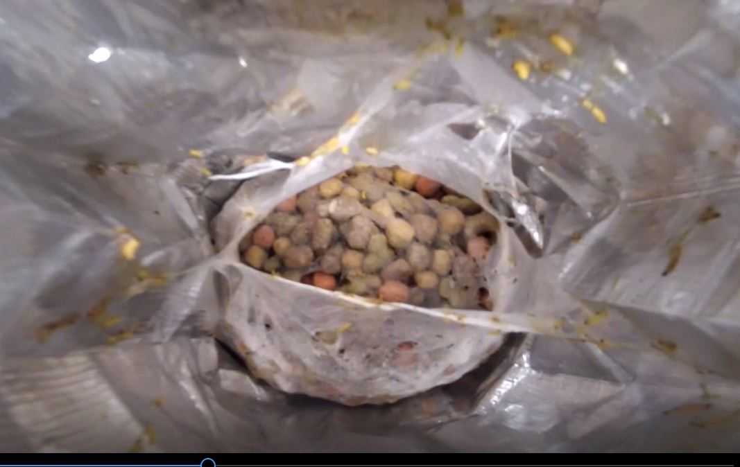 Maggots found in bag of dog food