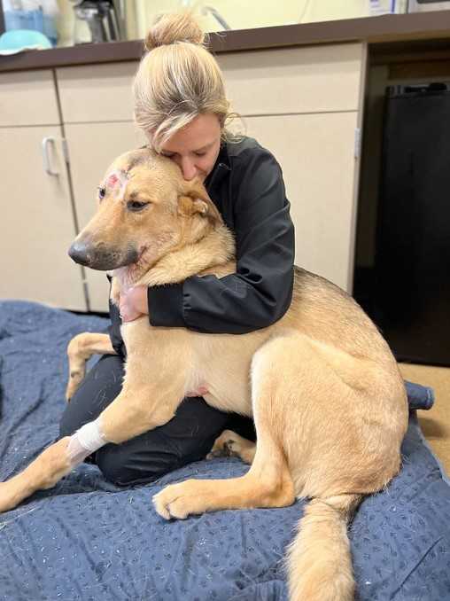 Dog named Magic gets adopted after recovering from gunshot wound - Good  Morning America