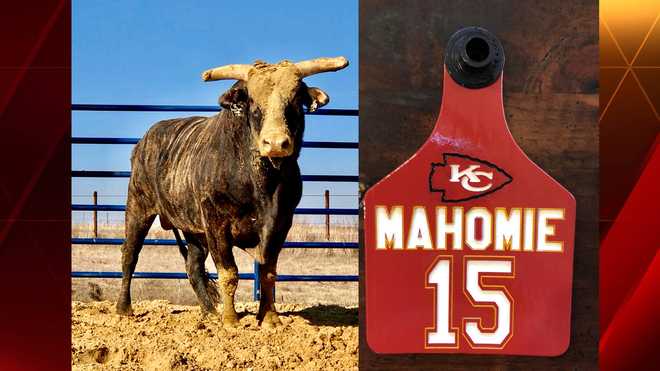 MEET 'MAHOMIE:' PBR renames bull in honor of Kansas City Chiefs ...