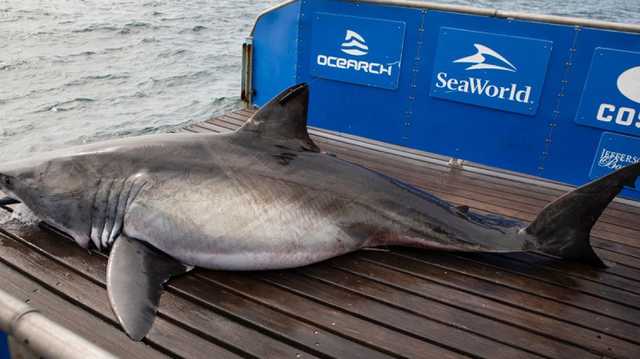 Georgia: Massive 1,700-pound white shark pings off the coast - Vimarsana News
