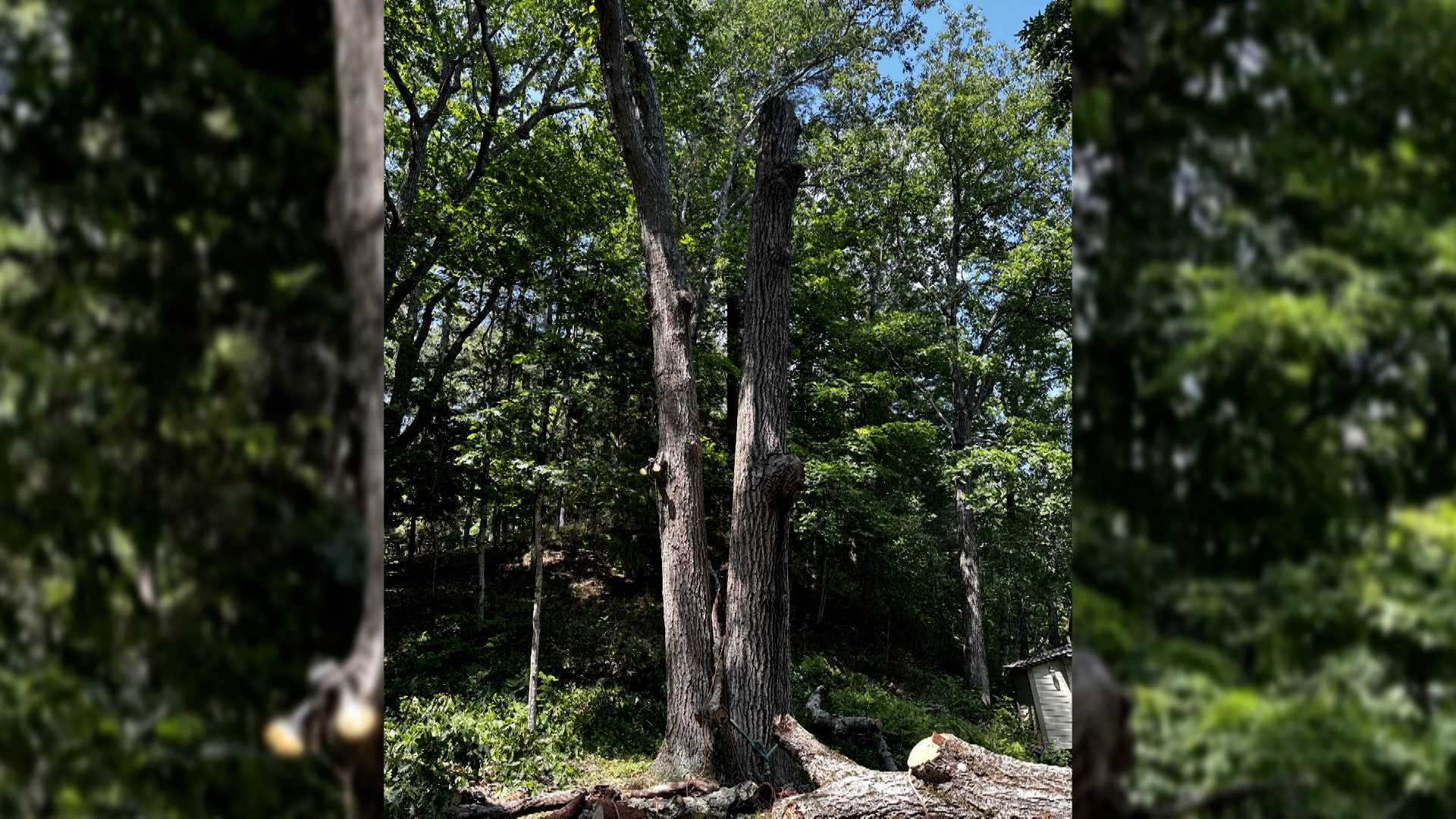 Maine Man Pulled To The Ground Killed While Cutting Portion Of Tree   Maine China Scene 64a6fc98112e5 