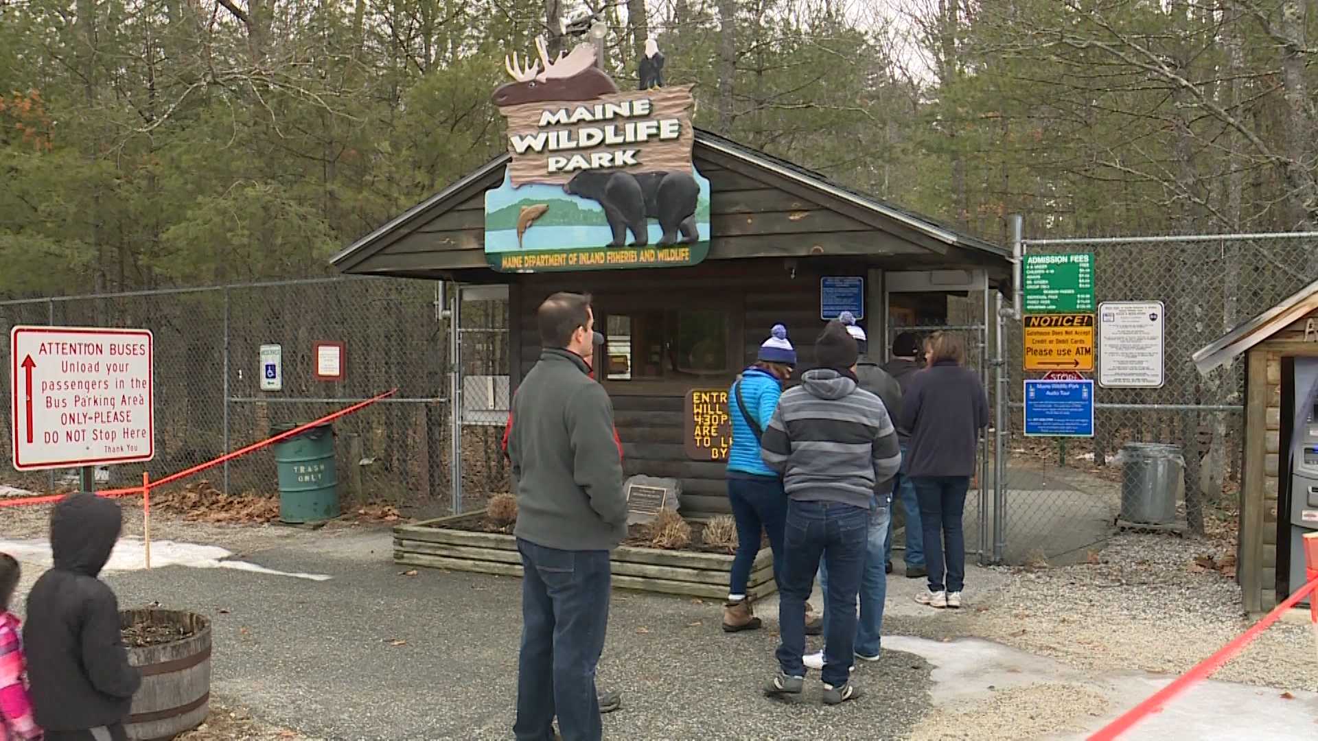 The Maine Wildlife Park In Gray Is Open For The Season