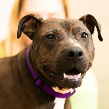 Wisconsin Humane Society Wisconsin Humane Society
