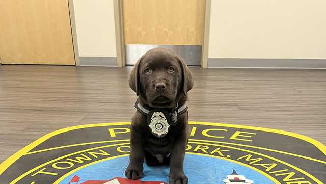 Meet Major: York Police Department's comfort dog - Vimarsana News