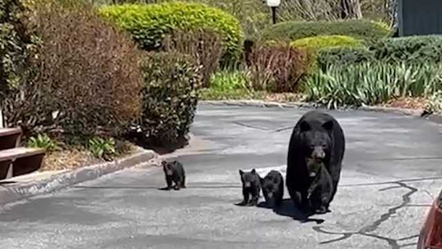North Carolina: Mama bear, 4 cubs caught of video in neighborhood - Vimarsana News