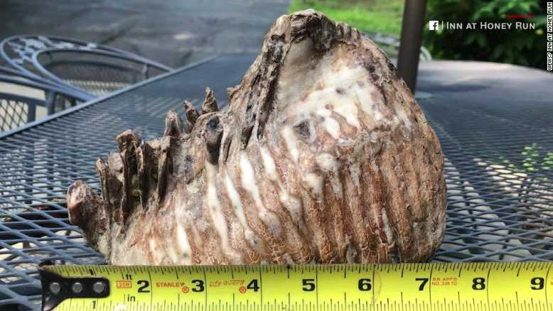 The prehistoric find was made by a couple of kids along a creek in Ohio. 