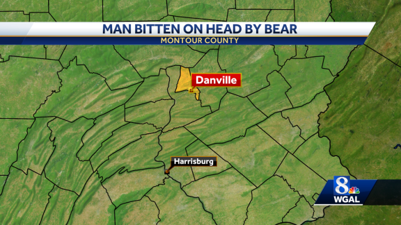 Pa. man bitten on the head by bear during attack in his garage - Vimarsana News