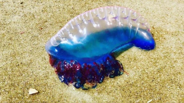 Tybee Island issues warning after Portuguese Man O' War sightings