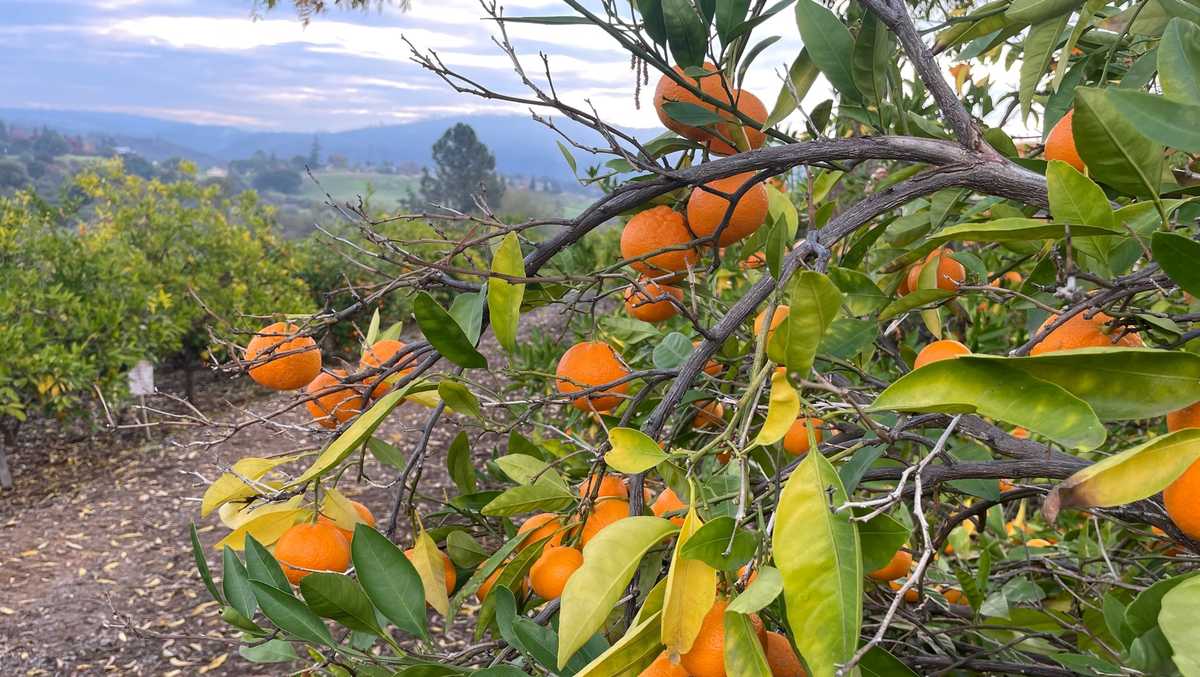 2021 Mountain Mandarin Festival returns to Auburn through Sunday