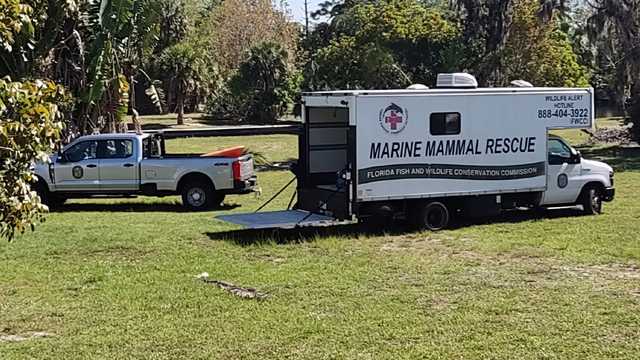 Baby manatee rescued in Bonita Springs - Vimarsana News