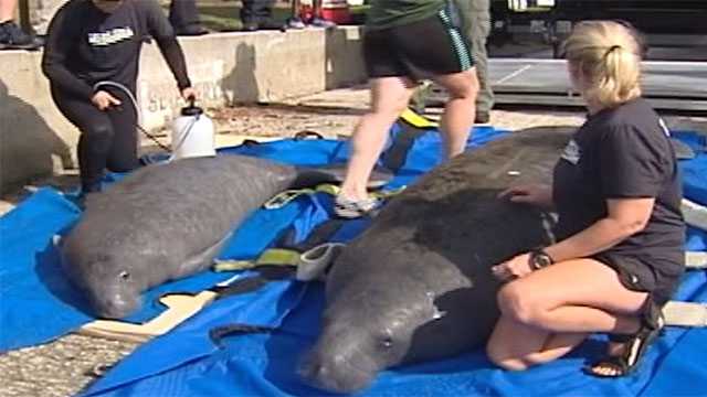 Manatees released back into the wild Tuesday