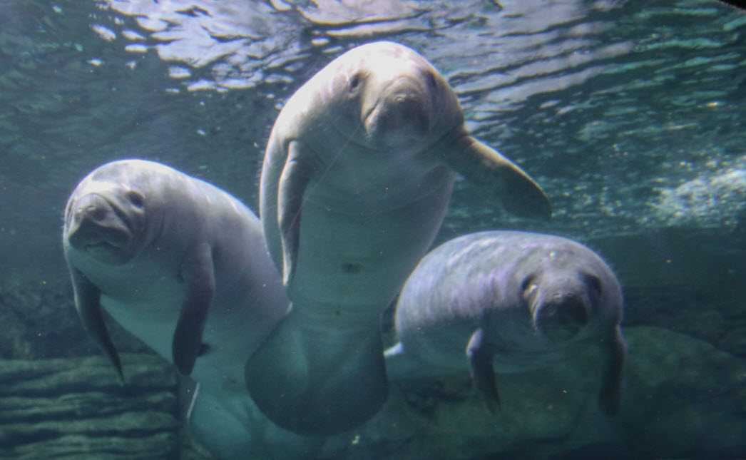 Cincinnati Zoo Welcomes New Manatee After Returning 2 Back Home To Florida